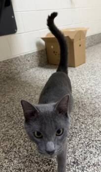 Marc -  Domestic Short Hair Cat for Adoption in Westland, Michigan - Marc | PetCurious