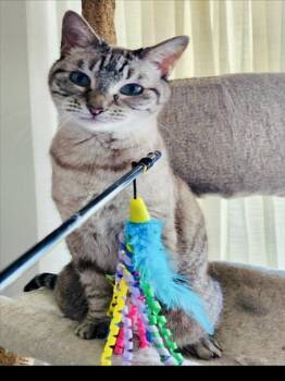 Siamese and Domestic Short Hair Cats Available for Adoption in Derwood, Maryland - HANNAH | PetCurious