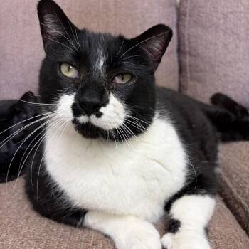 Buddha -  Domestic Short Hair Cat for Adoption in Bloomington, Illinois - Buddha | PetCurious