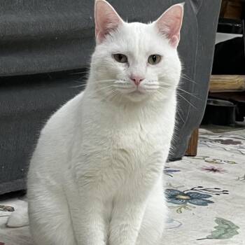 Domestic Short Hair Cats Available for Adoption - Blake | PetCurious