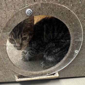 Domestic Short Hair Cats Available for Adoption in Philadelphia, Pennsylvania - Hunter | PetCurious