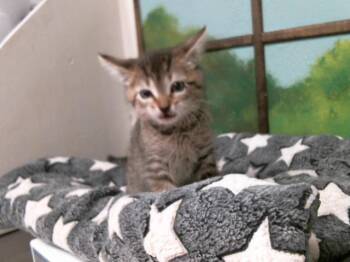 Domestic Short Hair Cats Available for Adoption in Houston, Texas - JOEL | PetCurious