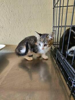 Petunia -  Domestic Short Hair Cat for Adoption in Shelbyville, Tennessee - Petunia | PetCurious