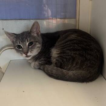 Rescue Domestic Short Hair Cats for Adoption - Jalapeno | PetCurious