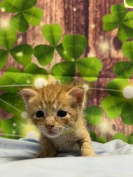 Domestic Short Hair Cats Available for Adoption in San Antonio, Texas - Crisp | PetCurious