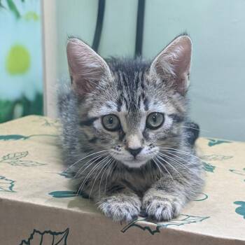 Yolanda -  Domestic Short Hair Cat for Adoption in Reno, Nevada - Yolanda | PetCurious