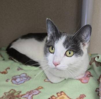 Domestic Short Hair Cats Available for Adoption - Lydia - I Am At Petsmart Framingham | PetCurious