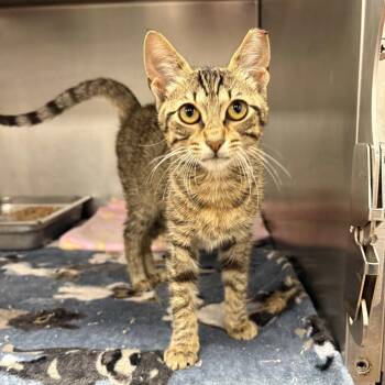 Domestic Short Hair Cats Available for Adoption in Beaumont, Texas - Desiree | PetCurious