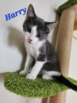 Harry -  Domestic Short Hair Cat for Adoption in Kitchener, Ontario - Harry | PetCurious