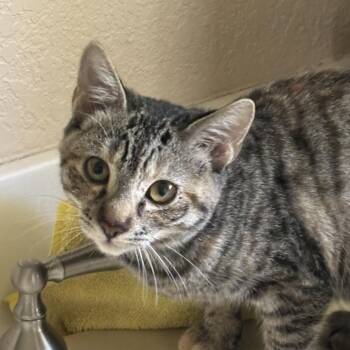 Sara -  Domestic Short Hair Cat for Adoption in Pleasanton, California - Sara | PetCurious