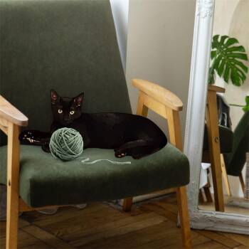 Domestic Short Hair Cats Available for Adoption - Pancake | PetCurious