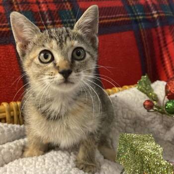 Domestic Short Hair Cats Available for Adoption in Lewisville, Texas - Cleo | PetCurious