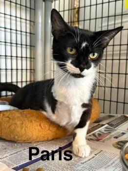 Paris -  Domestic Short Hair Cat for Adoption in Millerstown, Pennsylvania - Paris | PetCurious