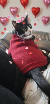 Domestic Short Hair Cats Available for Adoption - Sturgill | PetCurious