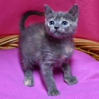 Ingrid -  Domestic Short Hair Cat for Adoption in Beaumont, Texas - Ingrid | PetCurious