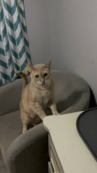 Rescue Domestic Short Hair Cats for Adoption in Lewisville, Texas - Tyson | PetCurious