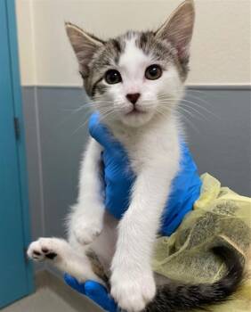 Domestic Short Hair Cats Available for Adoption in Las Vegas, Nevada - SPANKY | PetCurious