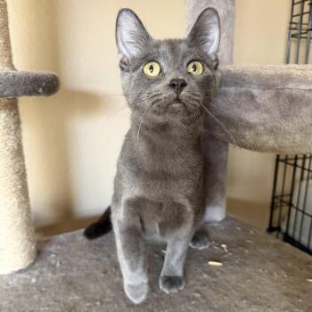 Russian Blue Cats Available for Adoption - Christina’s Cute Boy  | PetCurious