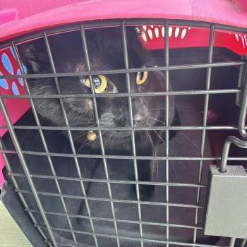 Domestic Short Hair Cats Available for Adoption in Greensboro, North Carolina - Loose Change | PetCurious