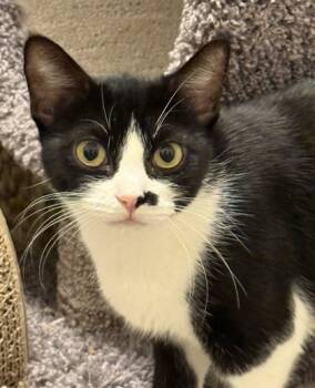 Rescue Domestic Short Hair Cats for Adoption in Fort Worth, Texas - Skye (pre-adopt) | PetCurious