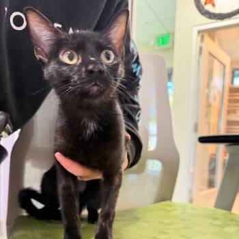 Purrpresso -  Domestic Short Hair Cat for Adoption in Englewood, Florida - Purrpresso | PetCurious