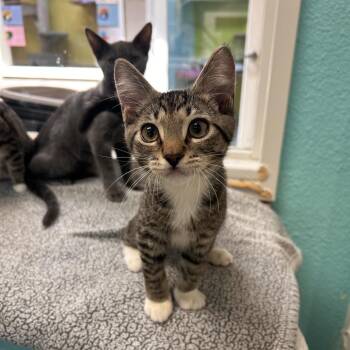 Domino -  Domestic Short Hair Cat for Adoption in Fresno, California - Domino | PetCurious