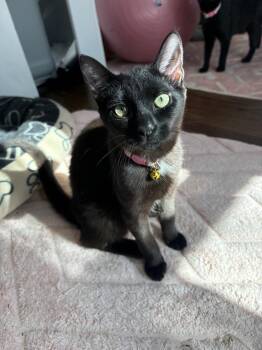Audrey C -  Domestic Short Hair Cat for Adoption in Cary, North Carolina - Audrey C | PetCurious