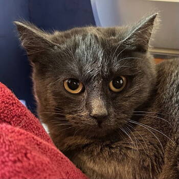 Rescue Domestic Short Hair Cats for Adoption in Burlingame, California - Earl Grey | PetCurious