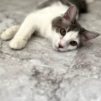 Saturn -  Domestic Medium Hair Cat for Adoption in Cumming, Georgia - Saturn | PetCurious