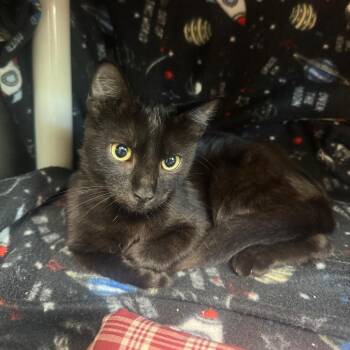 SMITH -  Domestic Short Hair Cat for Adoption in Kyle, Texas - SMITH | PetCurious