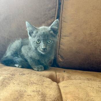 Roberta -  Domestic Short Hair Cat for Adoption in Chico, California - Roberta | PetCurious