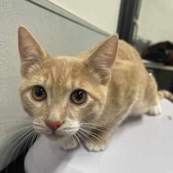 Machi -  Domestic Short Hair Cat for Adoption in Tampa, Florida - Machi | PetCurious