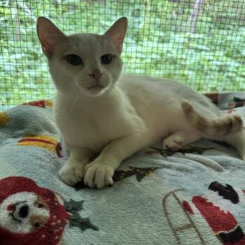 Rescue Domestic Short Hair Cats for Adoption in Kittanning, Pennsylvania - Garin | PetCurious