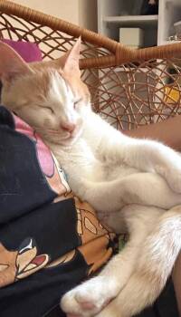 Rescue Turkish Van and Tabby Cats for Adoption in Mississauga, Ontario - Oh So Sweet Simba | PetCurious