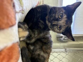 Rescue Domestic Short Hair Cats for Adoption in Wilder, Kentucky - Kiwi | PetCurious