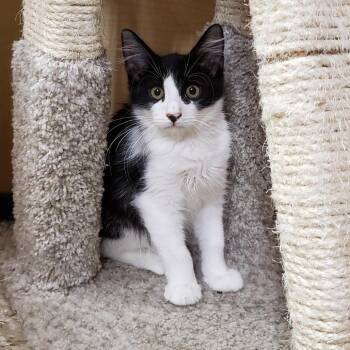 Wemby -  Domestic Medium Hair Cat for Adoption in Bulverde, Texas - Wemby | PetCurious