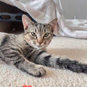 Ham -  Domestic Short Hair Cat for Adoption in Hedgesville, West Virginia - Ham | PetCurious