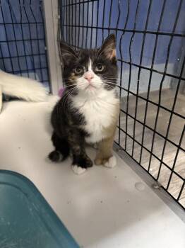 Buttercup -  Domestic Short Hair Cat for Adoption in West Mifflin, Pennsylvania - Buttercup | PetCurious