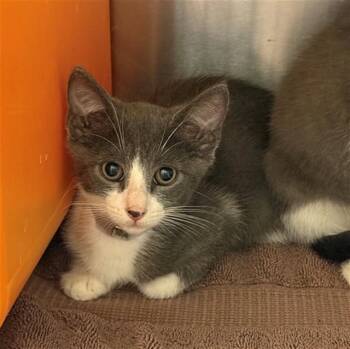 KELVIN -  Domestic Short Hair Cat for Adoption in Conroe, Texas - KELVIN | PetCurious