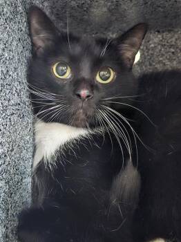 Domestic Short Hair Cats Available for Adoption in Dallas, Texas - MONG-EE | PetCurious