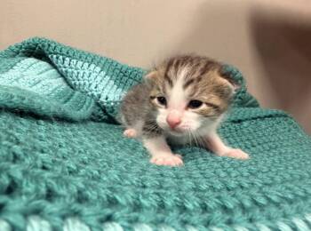 Domestic Short Hair Cats Available for Adoption in Batesville, Arkansas - Nano | PetCurious