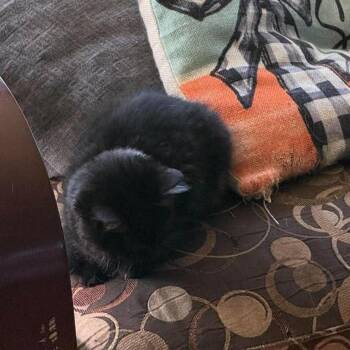 Dusk -  Domestic Short Hair Cat for Adoption in Ferndale, Washington - Dusk | PetCurious