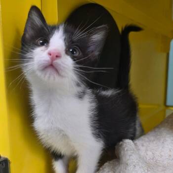 Quarry -  Domestic Short Hair Cat for Adoption in Abilene, Texas - Quarry | PetCurious
