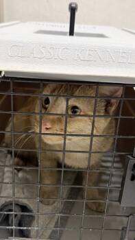 M.J. -  Domestic Short Hair Cat for Adoption in Honolulu, Hawaii - M.J. | PetCurious