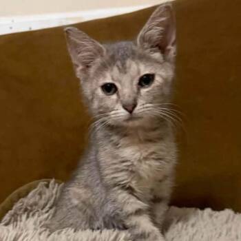 Mushi -  Domestic Short Hair Cat for Adoption in Madison, Wisconsin - Mushi | PetCurious