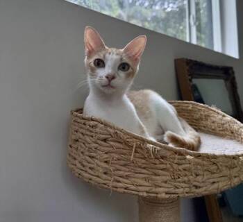 Leonora -  Domestic Short Hair Cat for Adoption in Fort Worth, Texas - Leonora | PetCurious