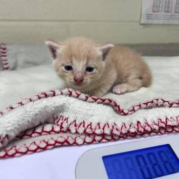 Domestic Short Hair Cats Available for Adoption in Bastrop, Texas - Noah 26-05-174 | PetCurious