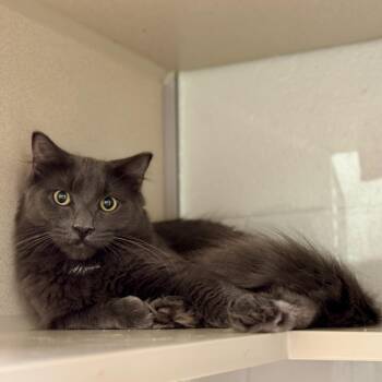 Jude and Jet -  Domestic Medium Hair Cat for Adoption in North Haven, Connecticut - Jude And Jet | PetCurious