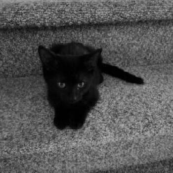 Smokey -  Domestic Short Hair Cat for Adoption in Carmel, Indiana - Smokey | PetCurious