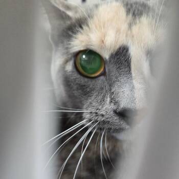 Tay -  Domestic Short Hair Cat for Adoption in Newark, New Jersey - Tay | PetCurious